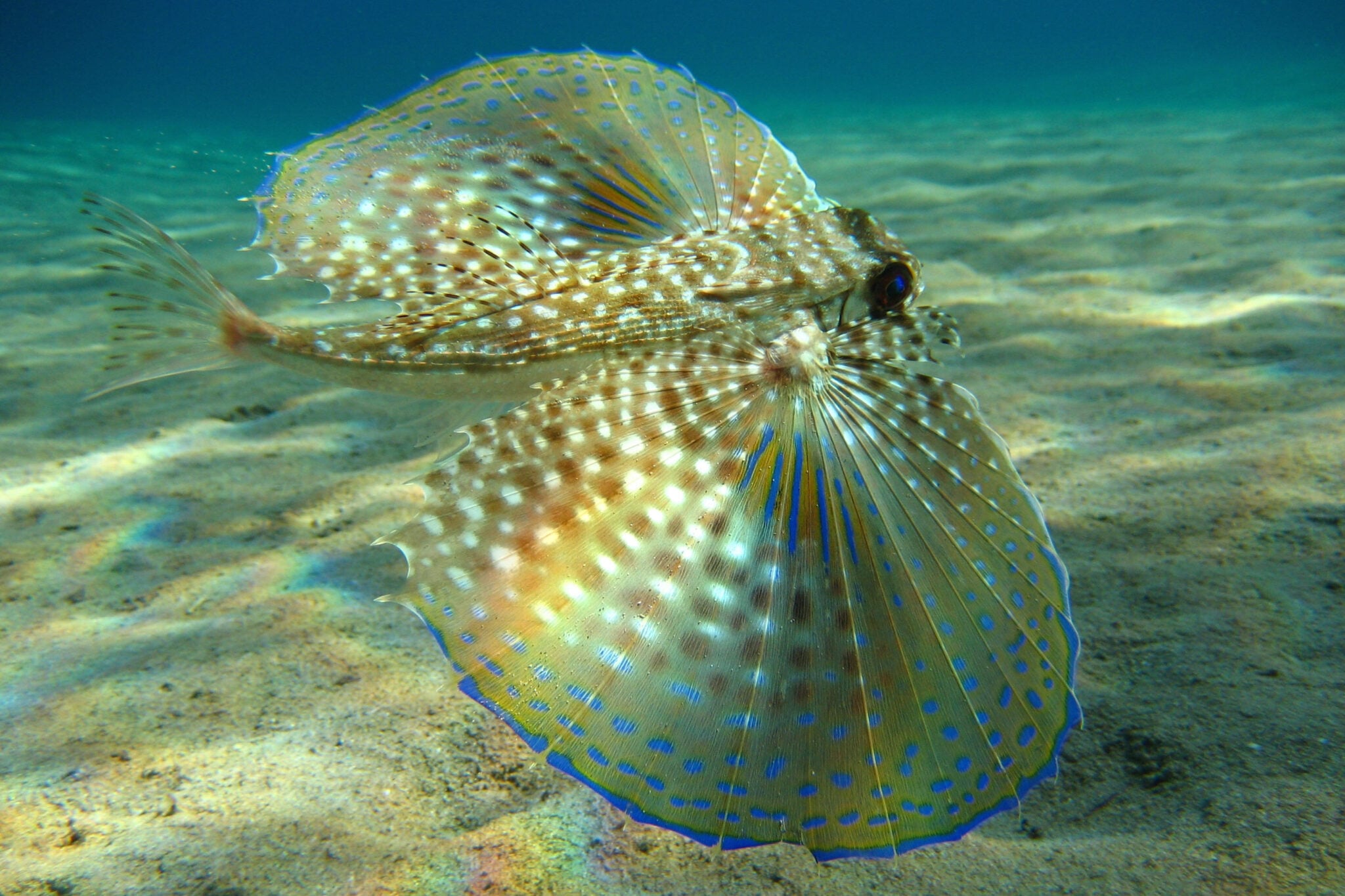 Flying Fish Facts: Gliders of the Sea - Animals Discovered
