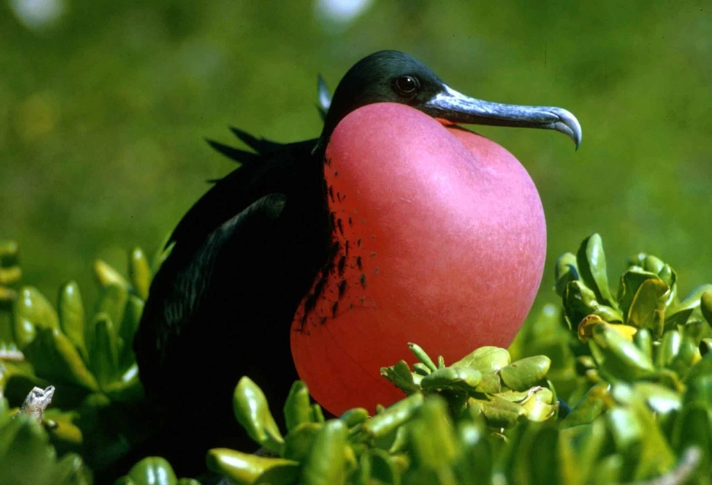 Frigatebird Facts