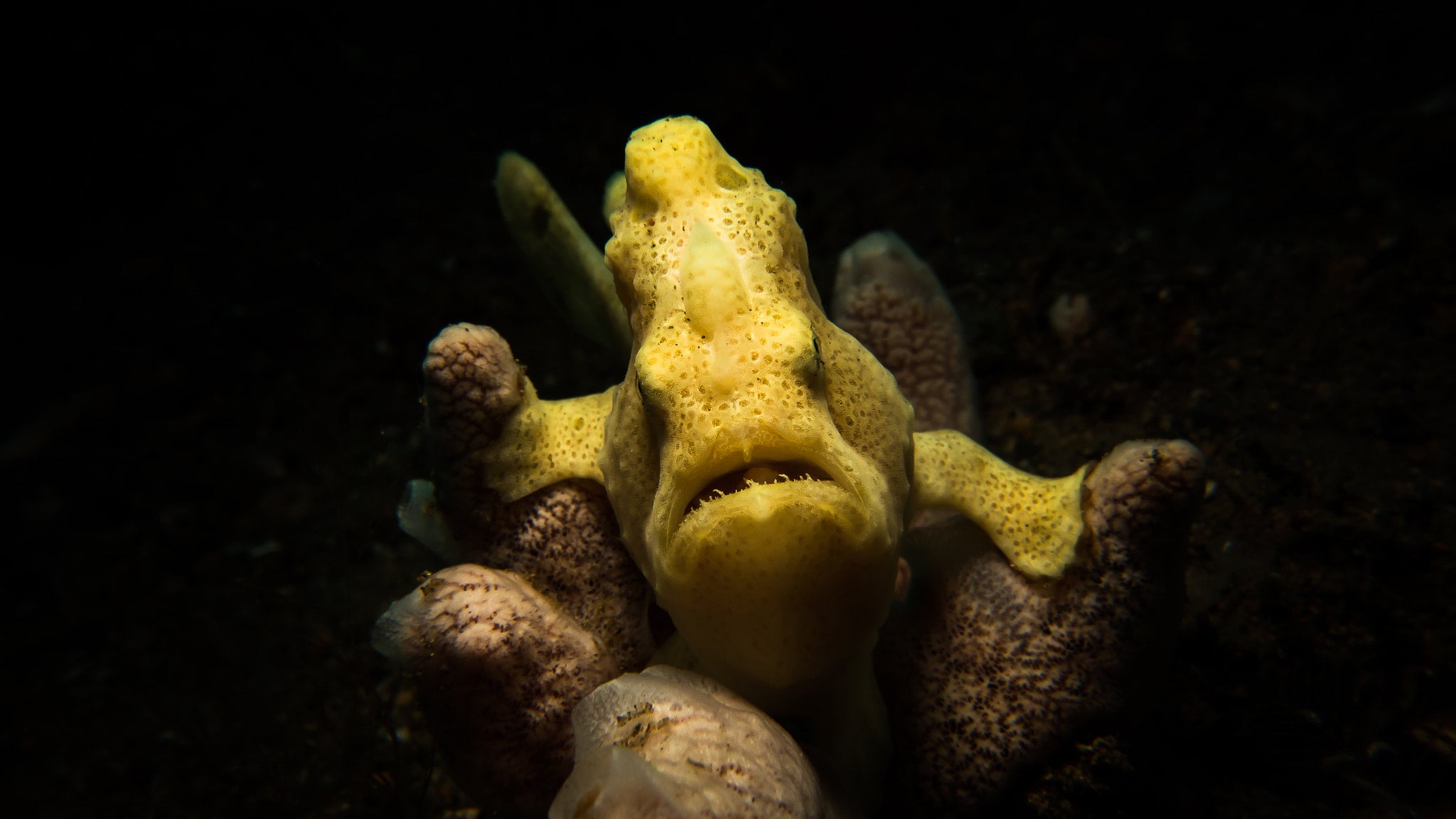 Frogfish Facts