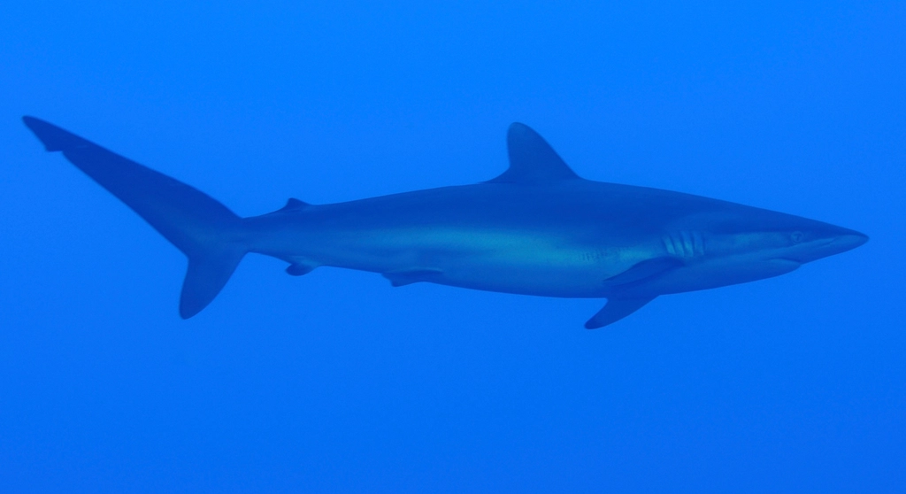 Galapagos Shark Facts