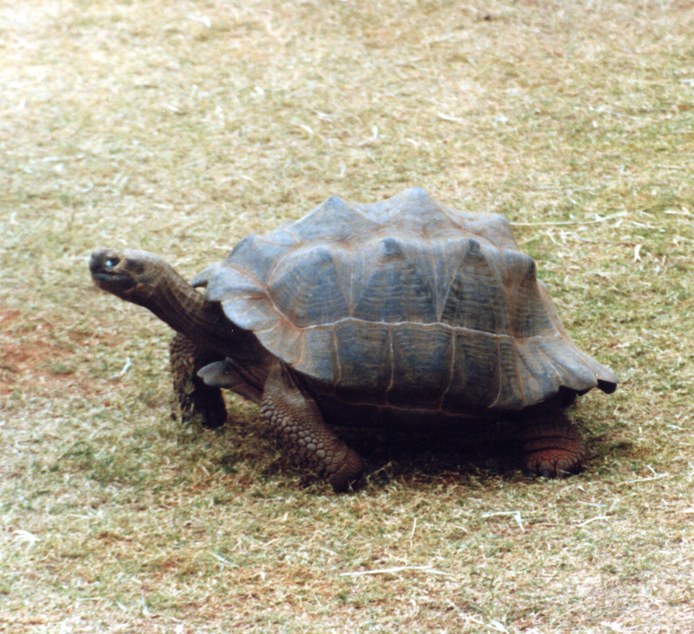 Galapagos Tortoise Facts