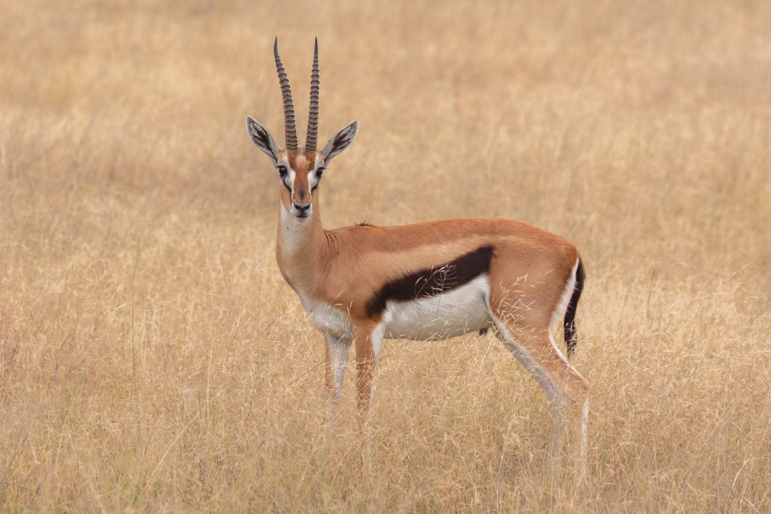 Gazelle Facts