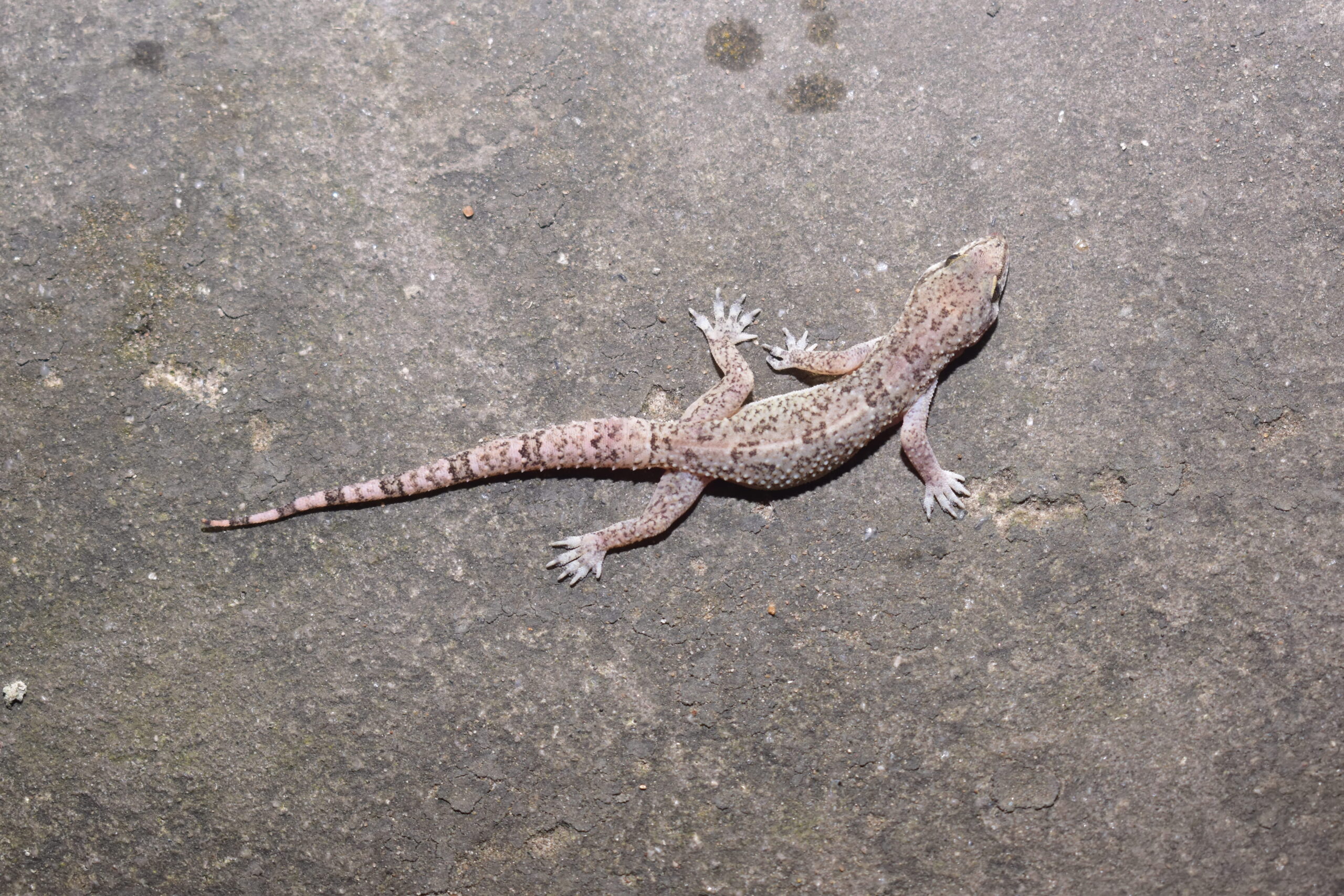 11 Gecko Gecko Facts: Nature's Master of Camouflage - Animals Discovered