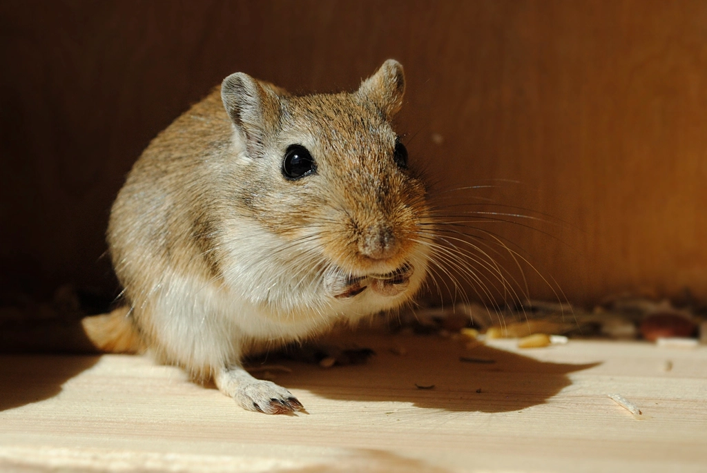 Gerbil Facts