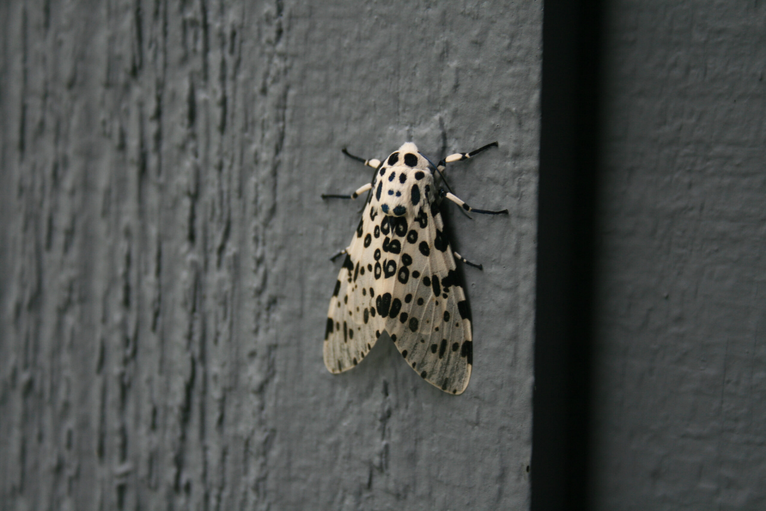 Giant Leopard Moth Facts