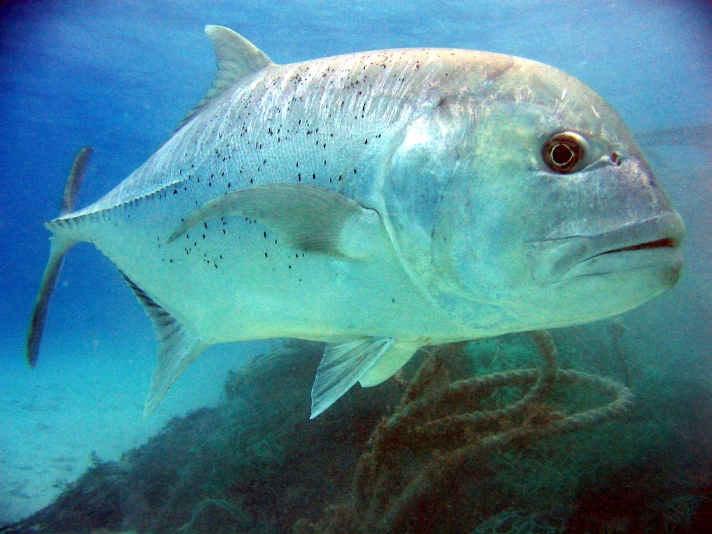 Giant Trevally Facts