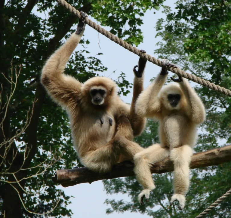 Gibbon Facts