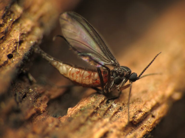 Gnot Insect Gnat Facts: Tiny Tyrants of the Insect World - Animals Discovered