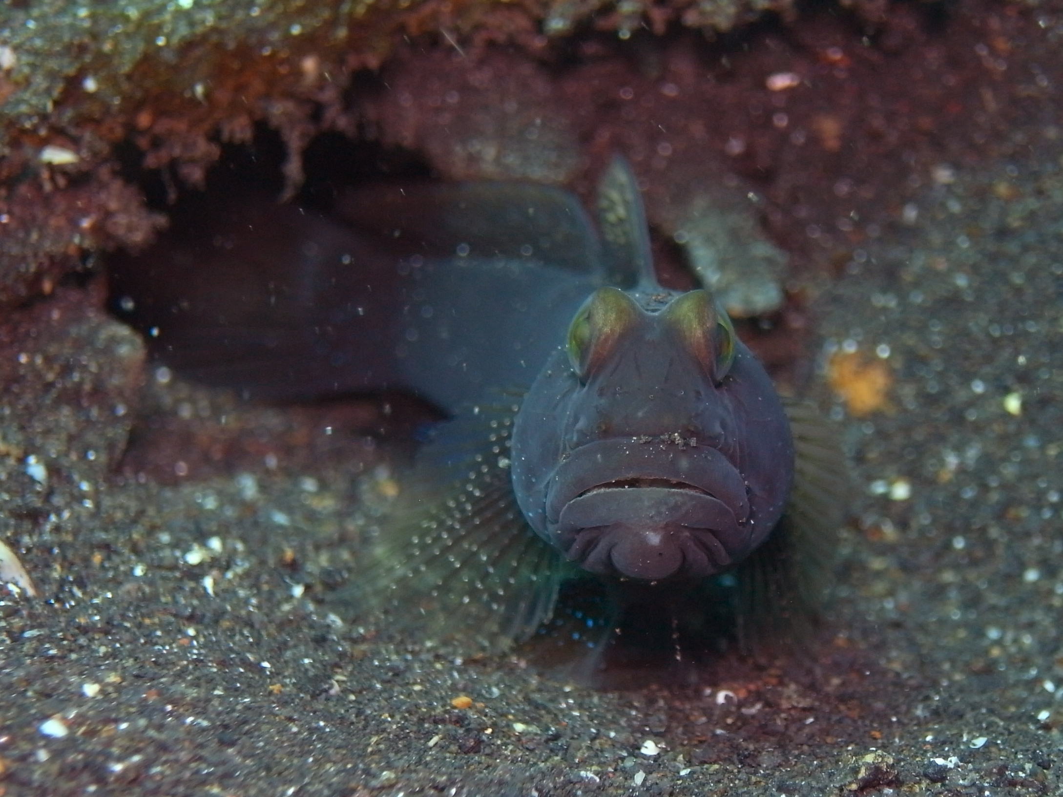 Goby Fish Facts: The Masters of Adaptation - Animals Discovered