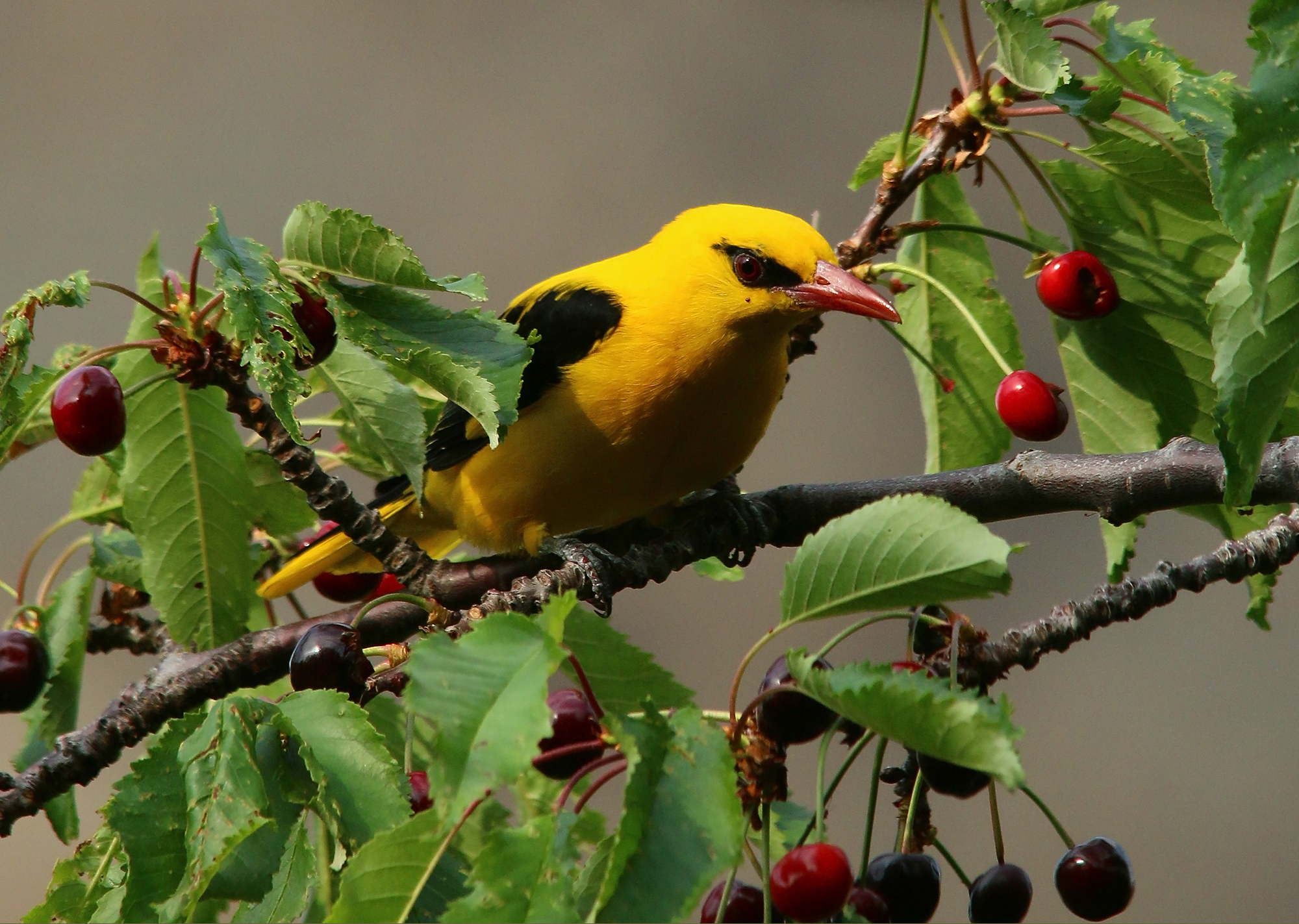 Golden Oriole Facts