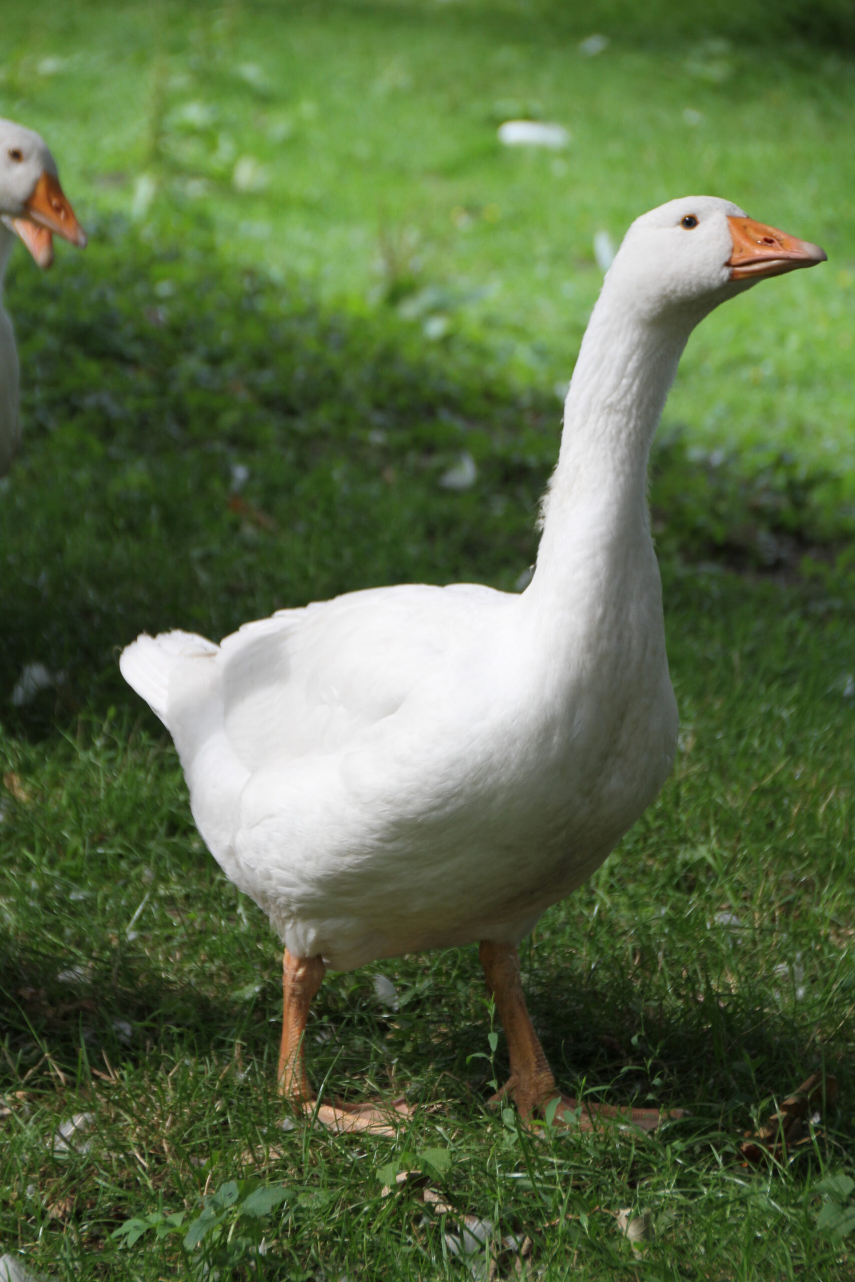 Goose Facts