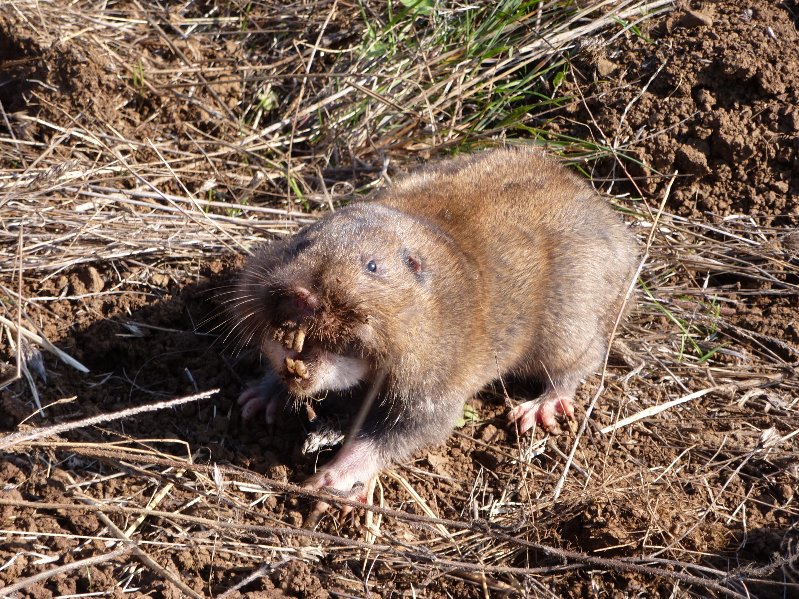 Gopher Facts