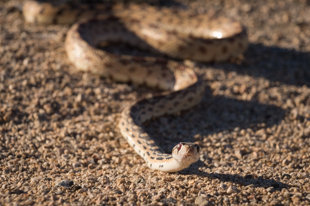 Gopher Snake Facts