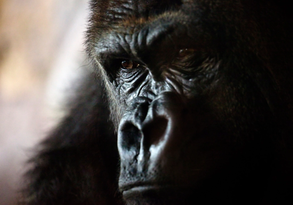 Gorilla Facts