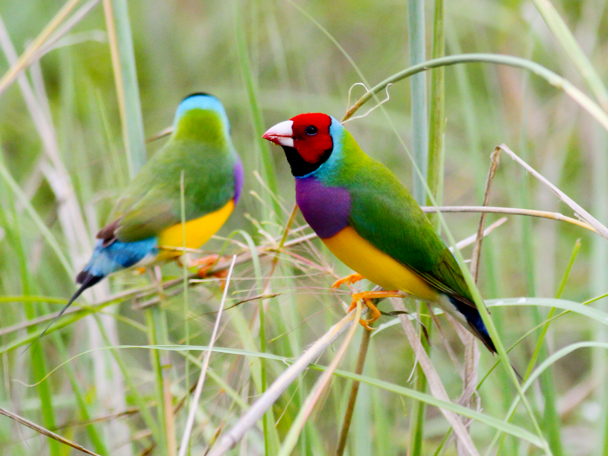 Gouldian Finch Facts