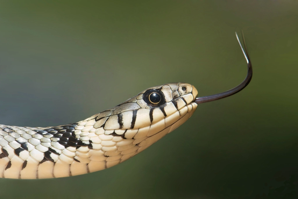 Grass Snake Facts