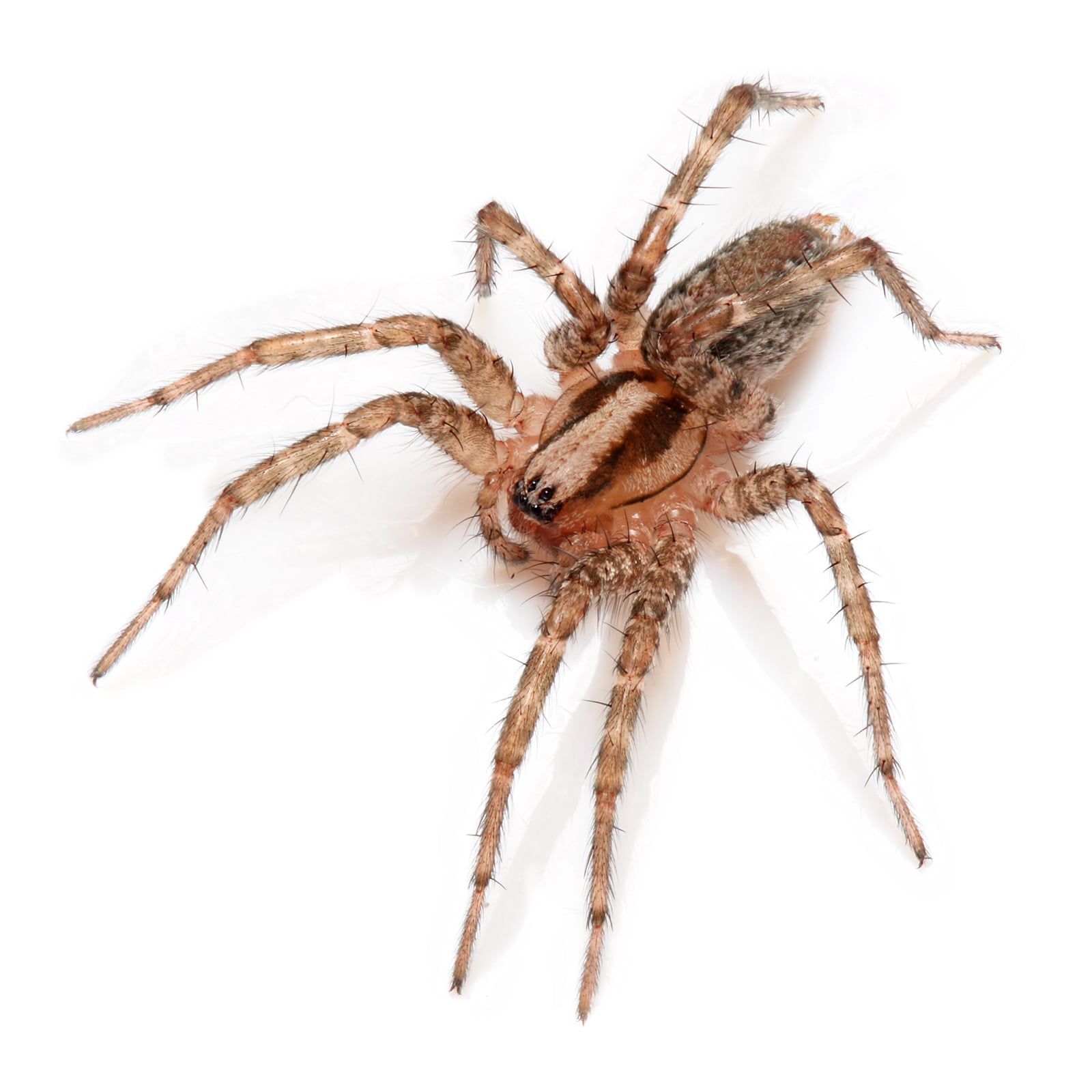 Grass Spider Facts
