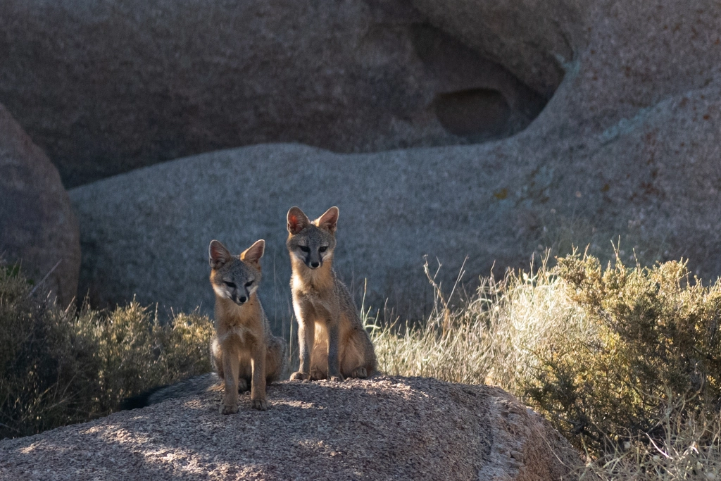 Gray Fox Facts