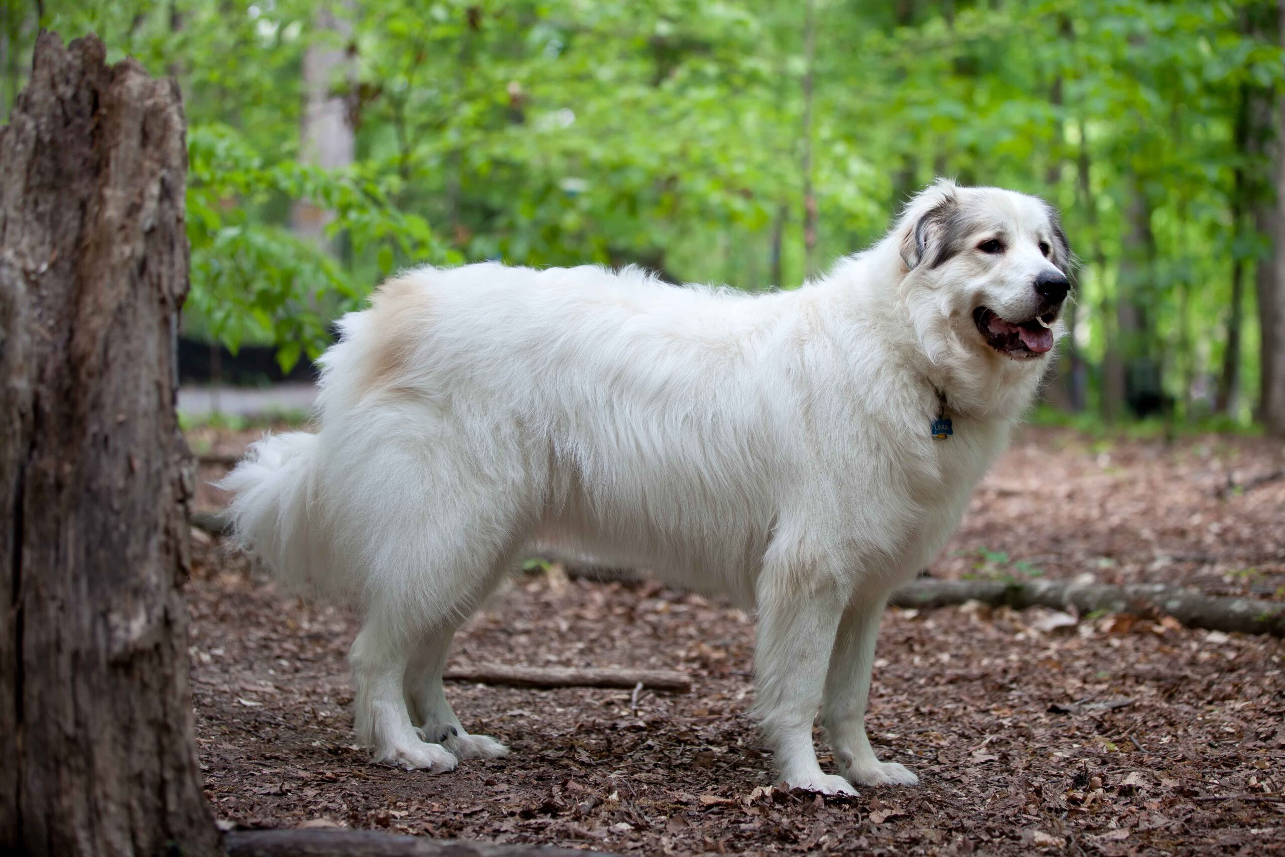 Great Pyrenees Facts