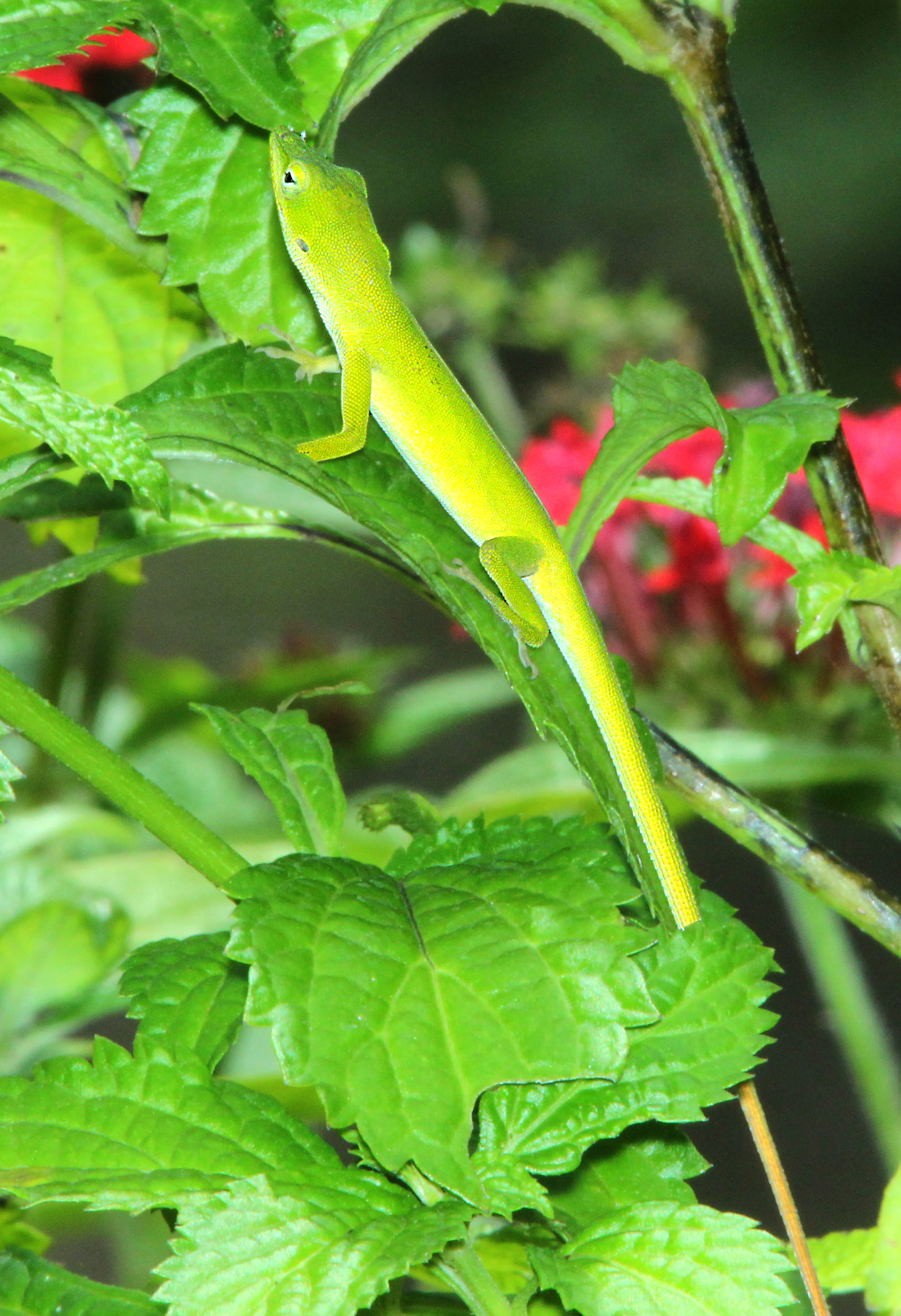 Green Anole Facts