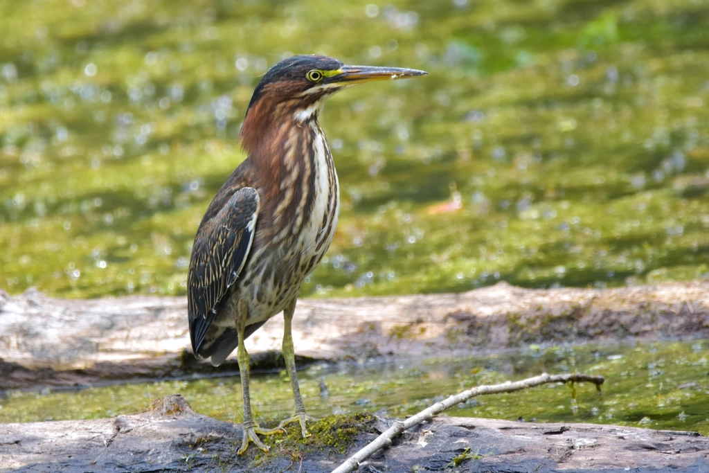 Green Heron Facts