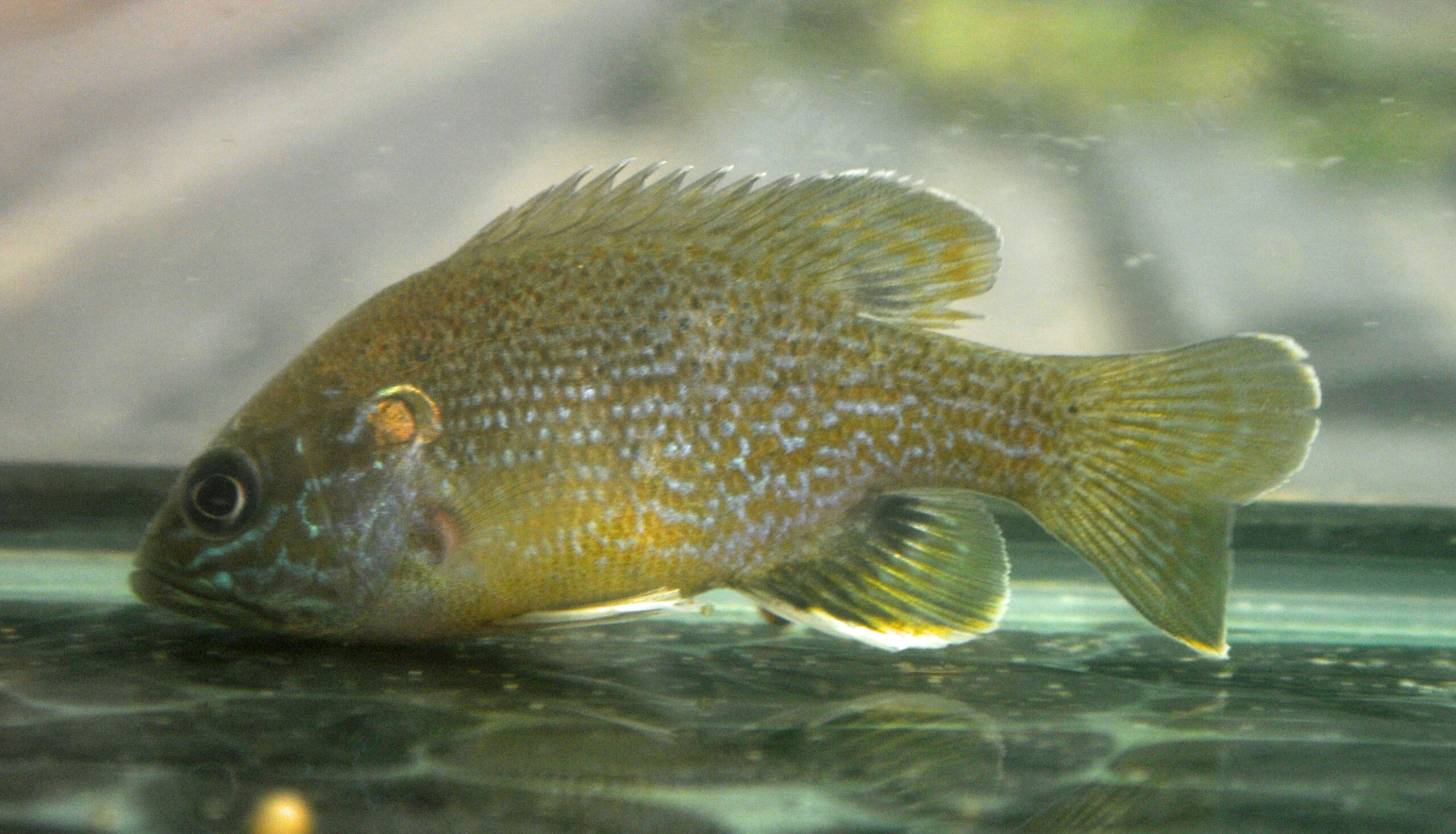 Green Sunfish Facts