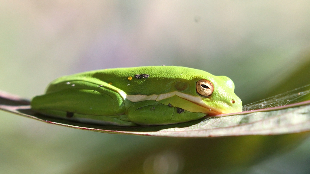 Green Tree Frog Facts