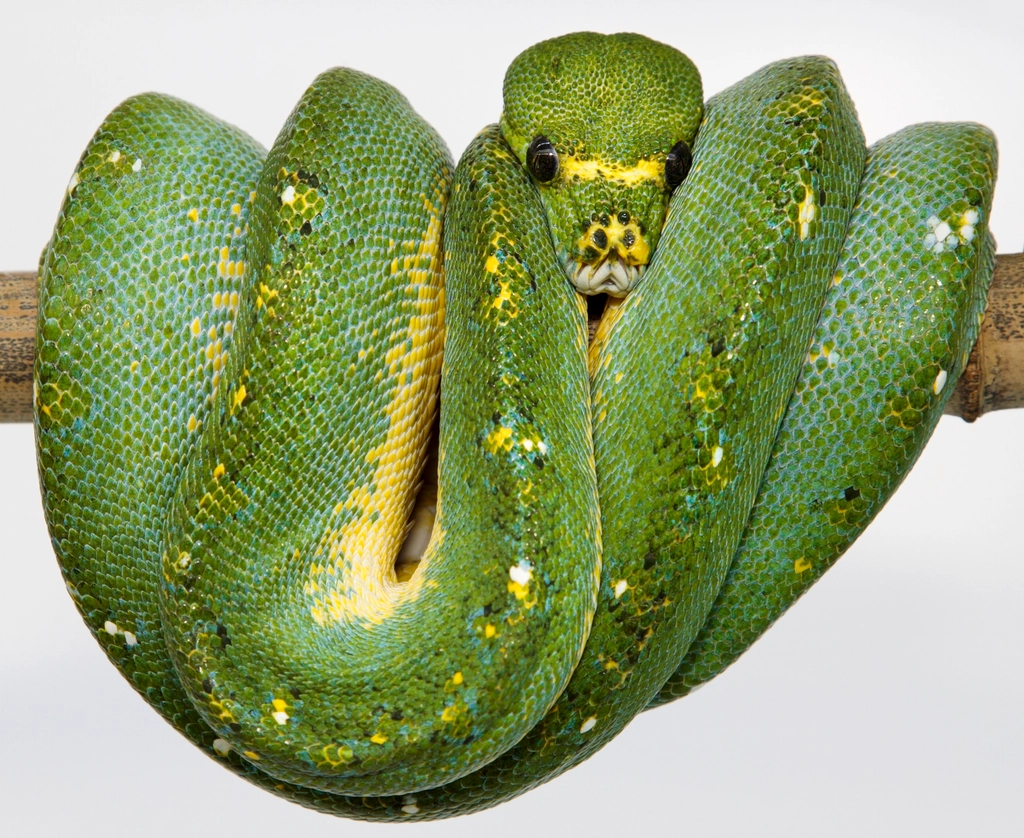 Green Tree Python Facts
