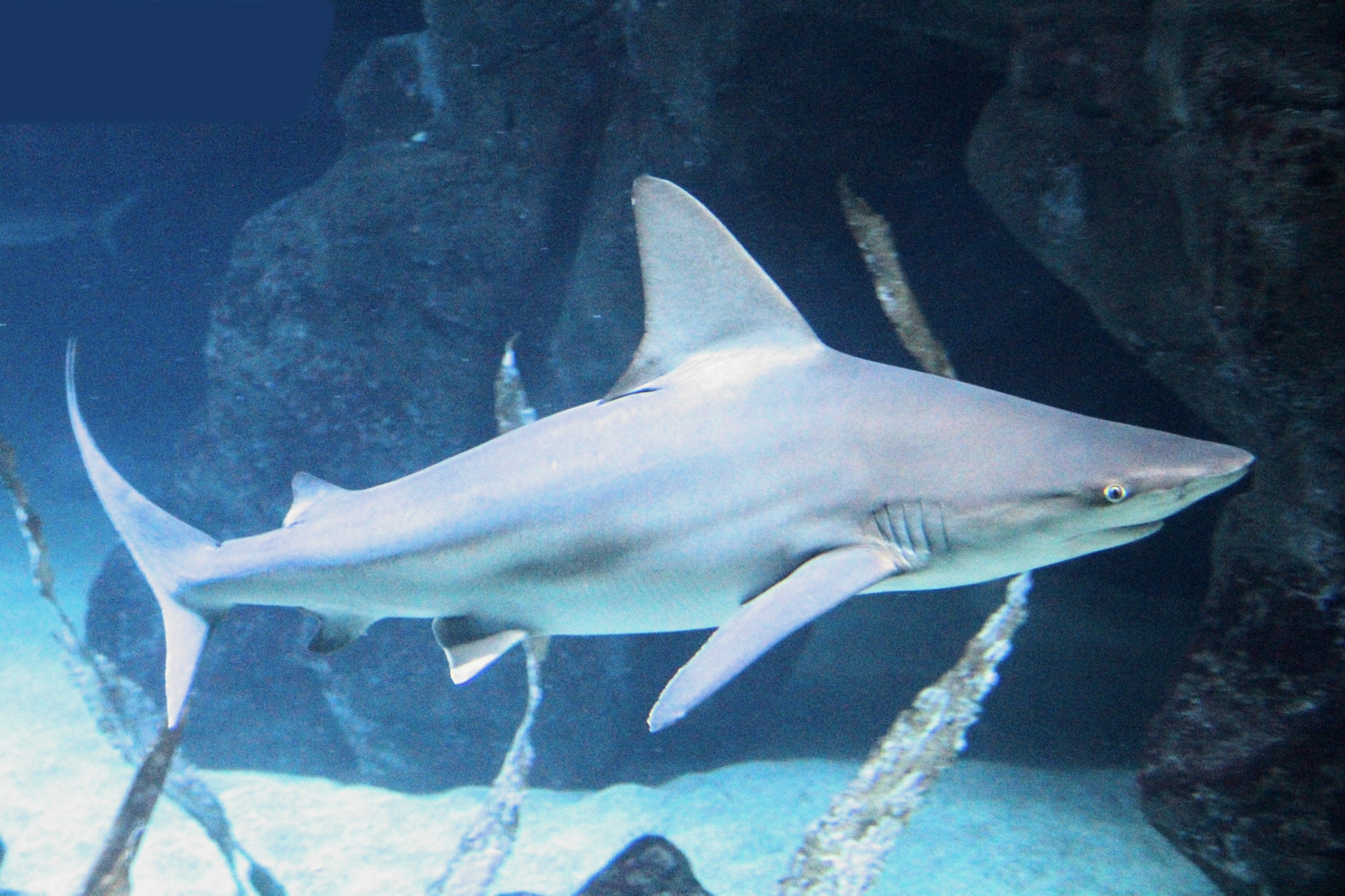 Grey Reef Shark Facts