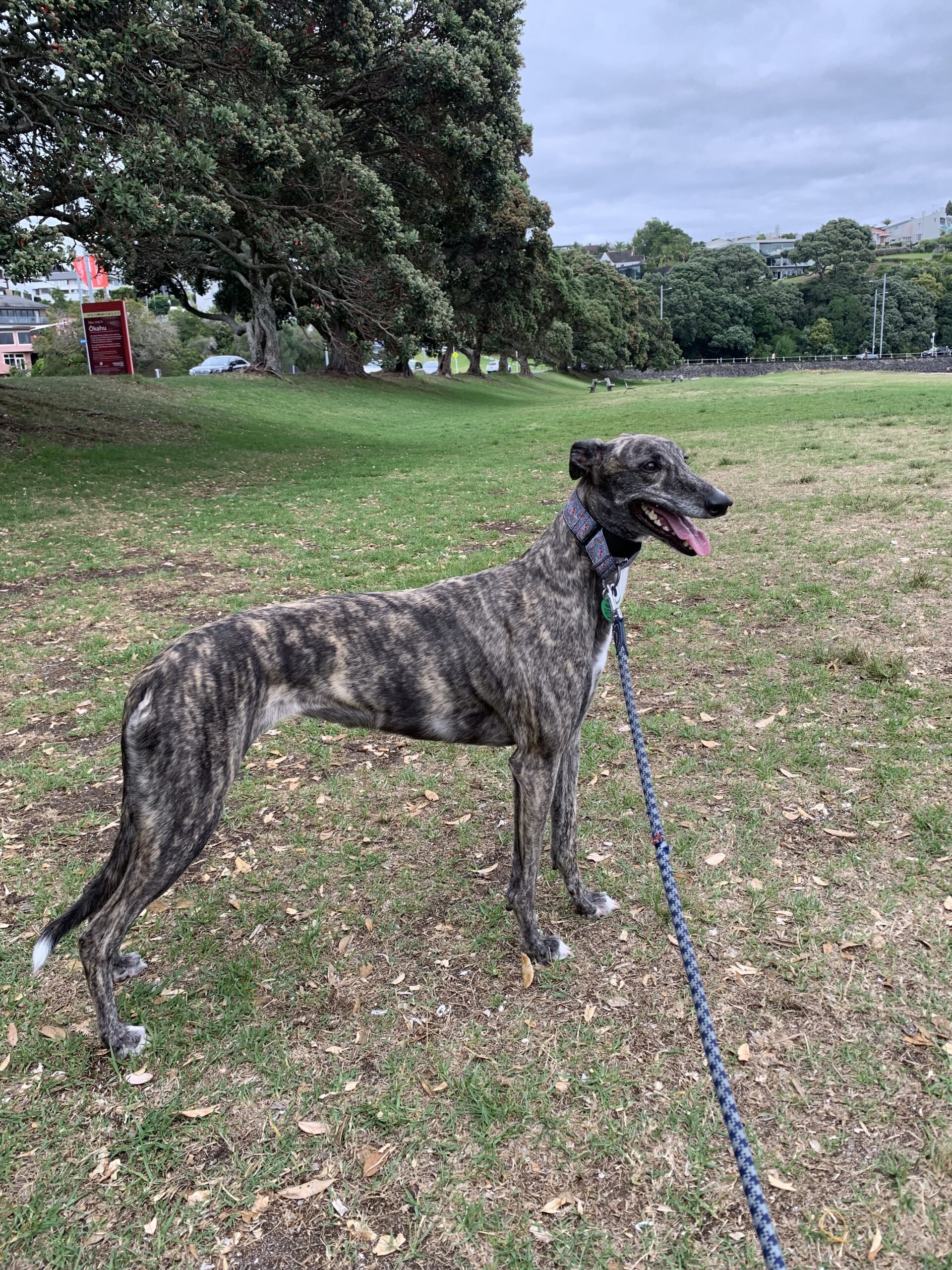 Greyhound Facts: The Elegant Racing Star - Animals Discovered