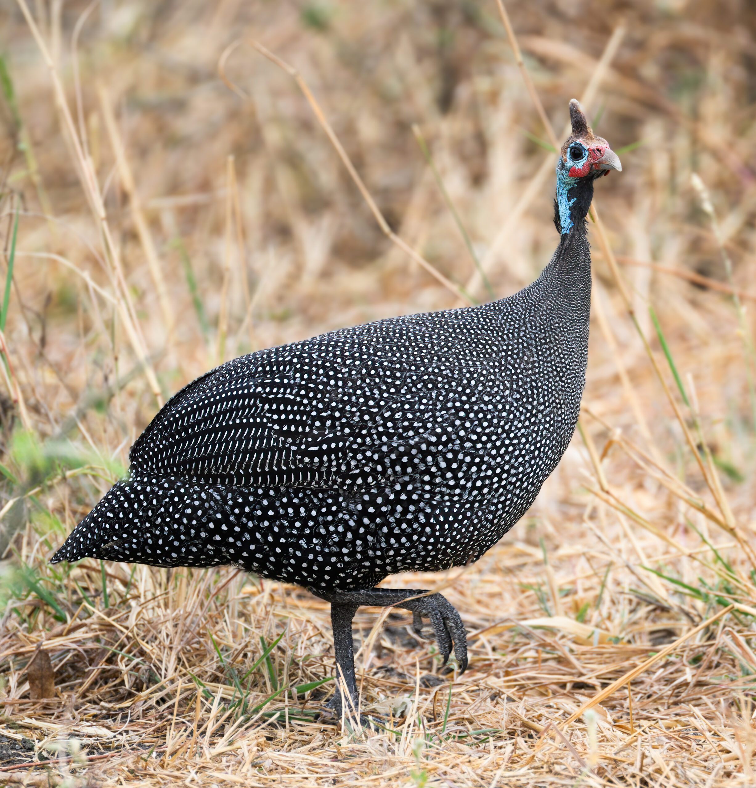 Guinea Fowl Facts
