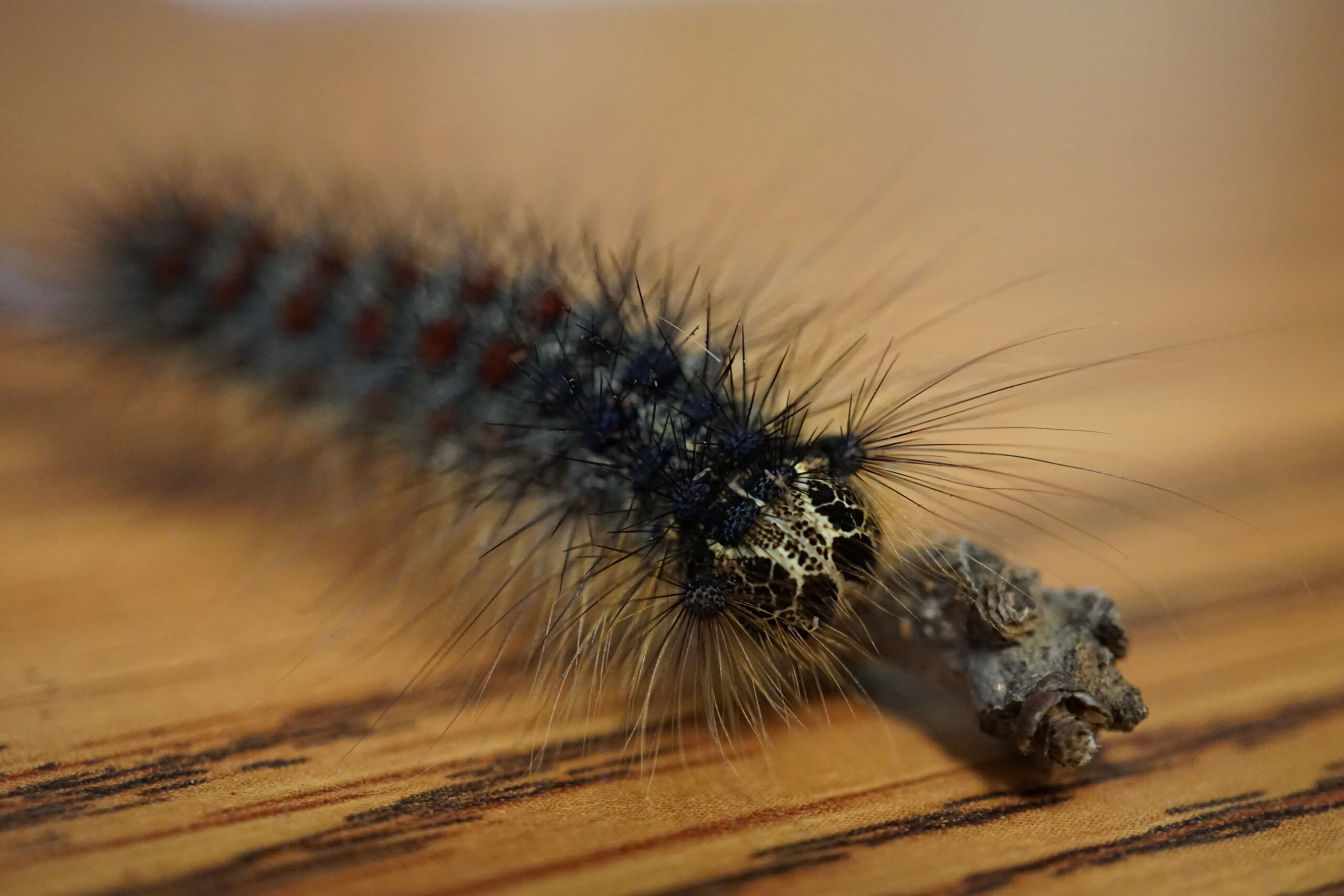 Gypsy Moth Caterpillar Facts