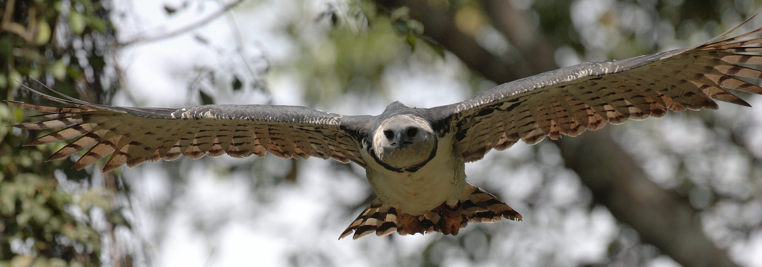 Harpy Eagle Facts