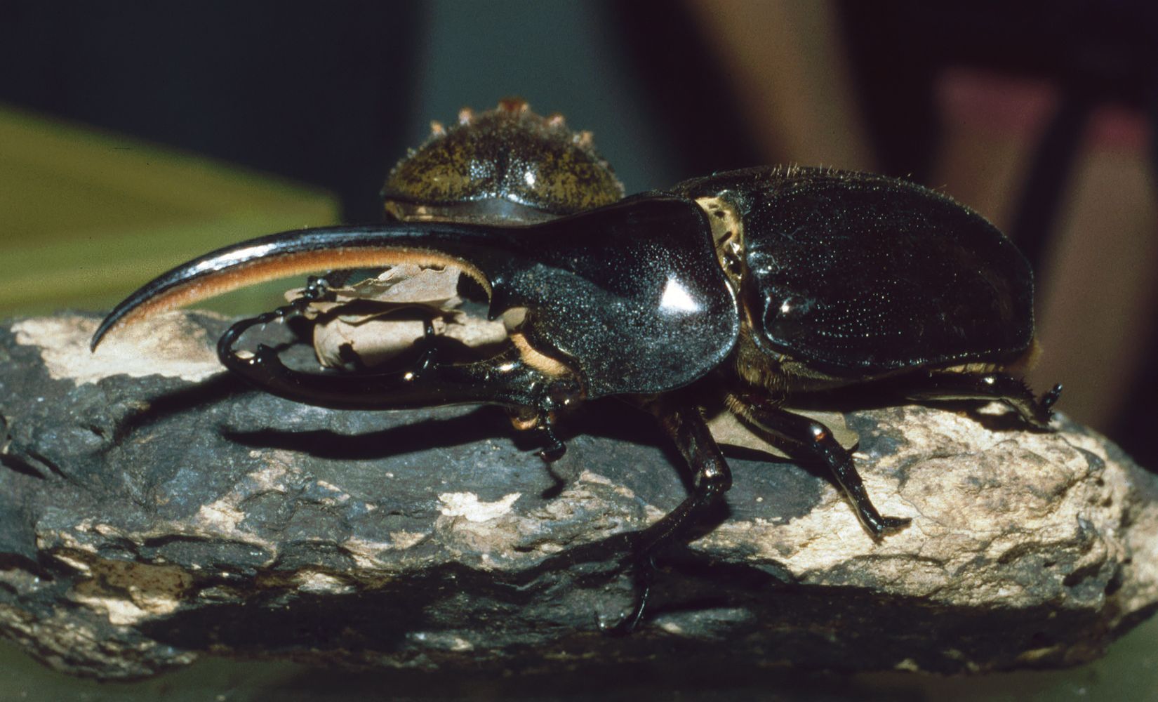 Hercules Beetle Facts
