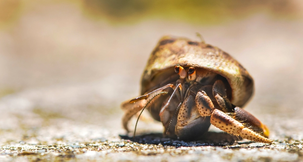 Hermit Crab Facts