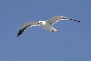 Herring Gull Facts