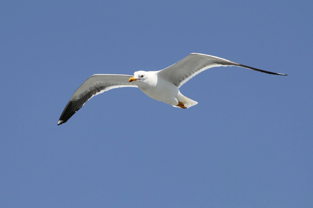 Herring Gull Facts