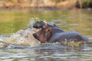 Hippopotamus Facts