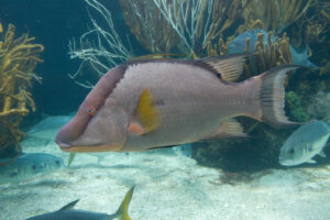 Hogfish Facts