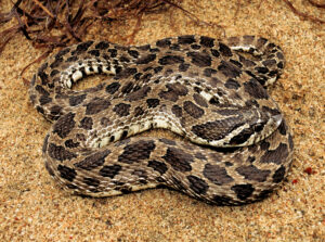Hognose snake Facts