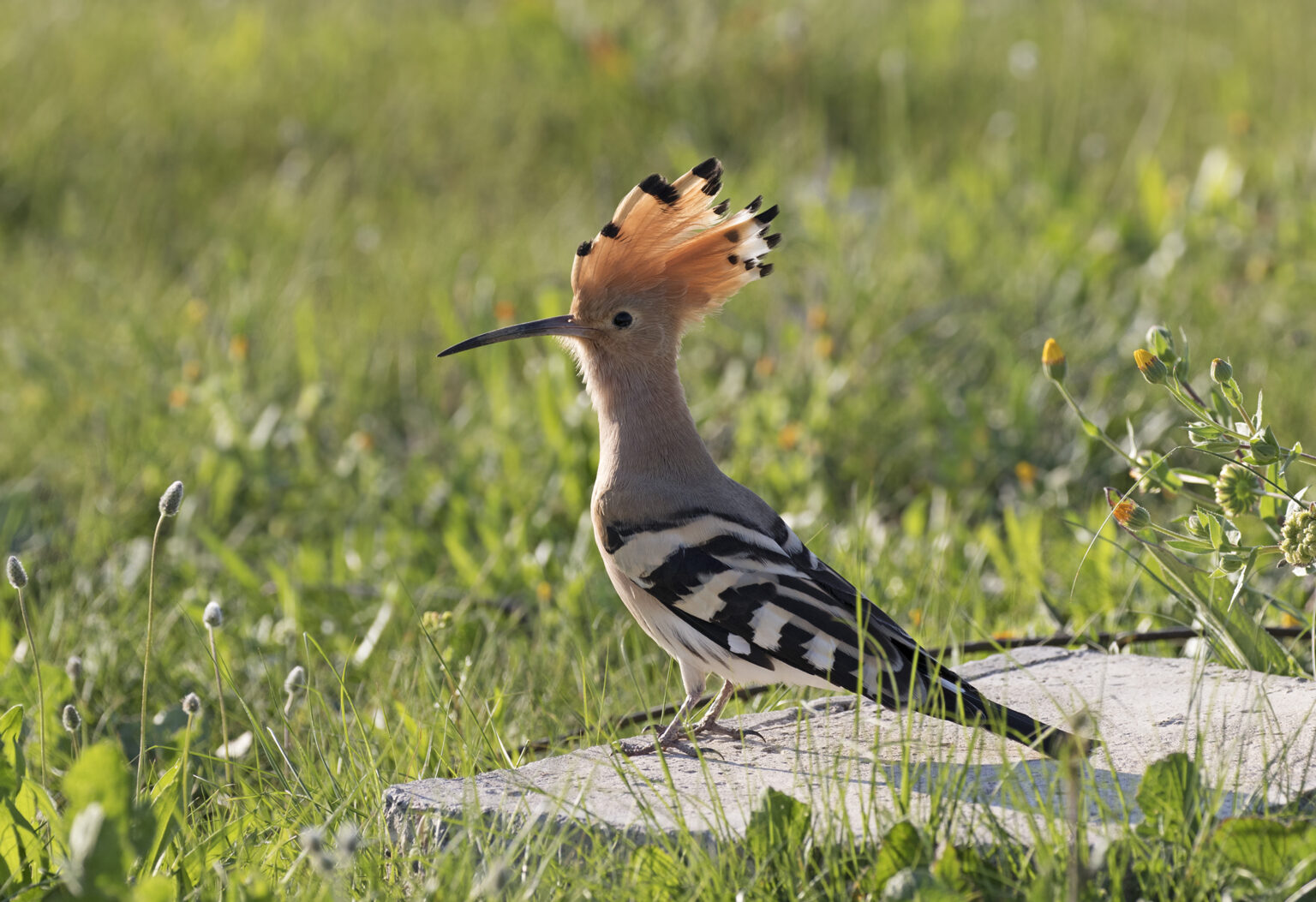 Hoopoe Facts: The Whimsical Ground Forager - Animals Discovered