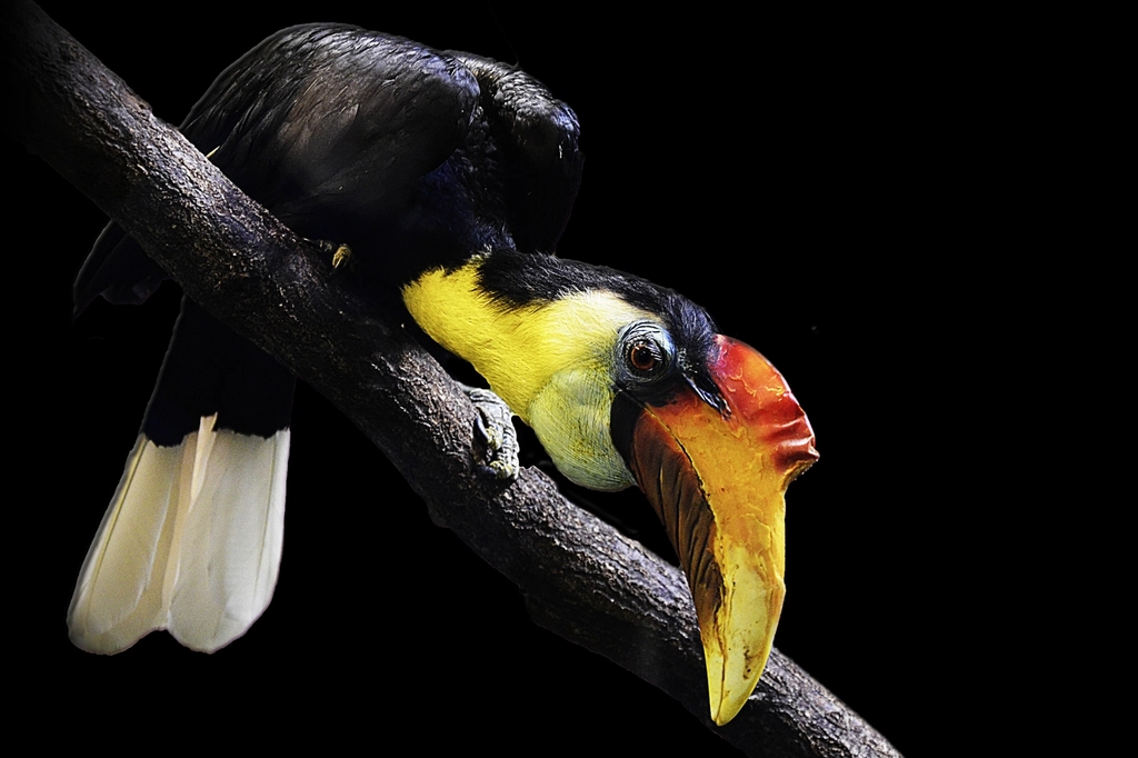 Hornbill Facts