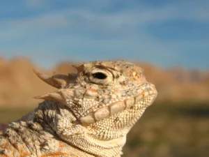 Horned Lizard Facts