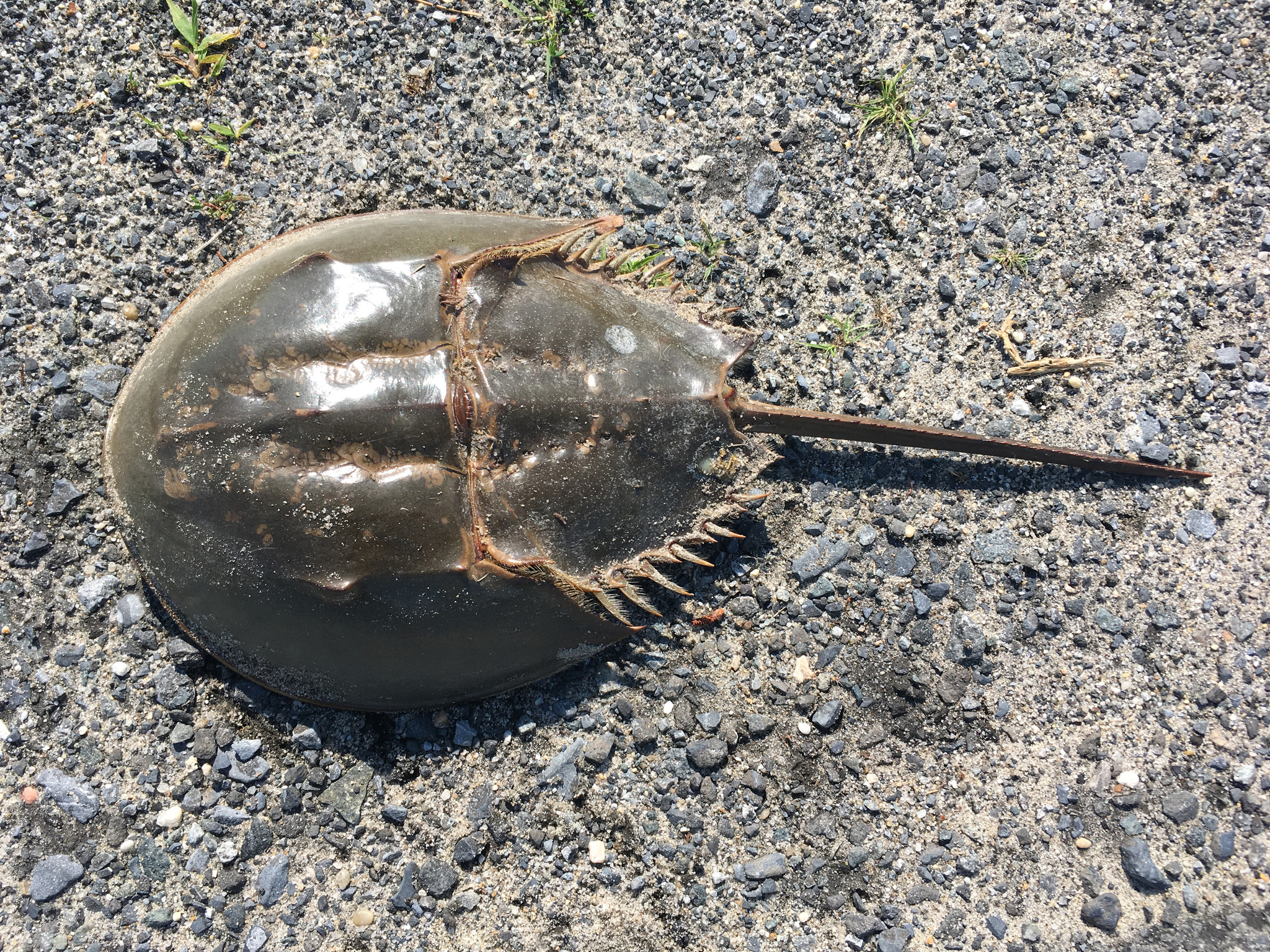 Horseshoe Crab Facts