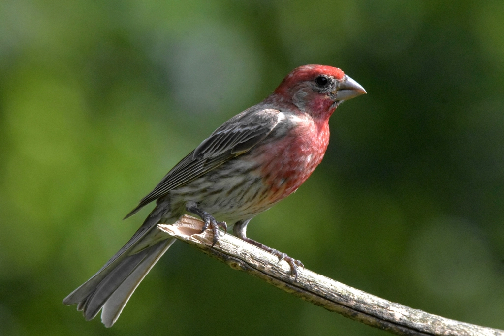 House Finch Facts