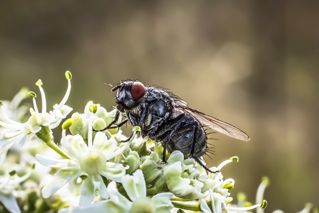 Housefly Facts