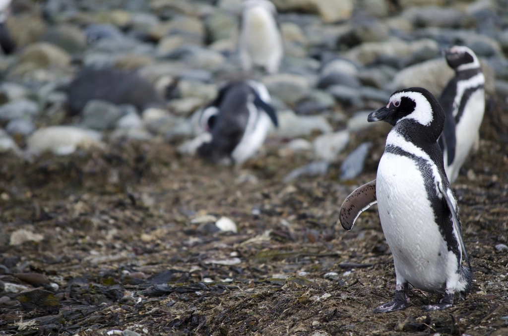 Humboldt Penguin Facts
