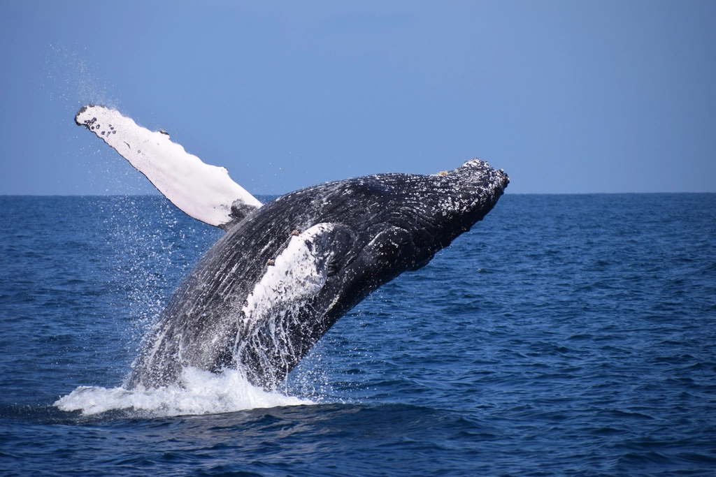Humpback Whale Facts