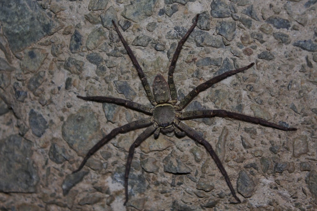 Huntsman Spider Facts