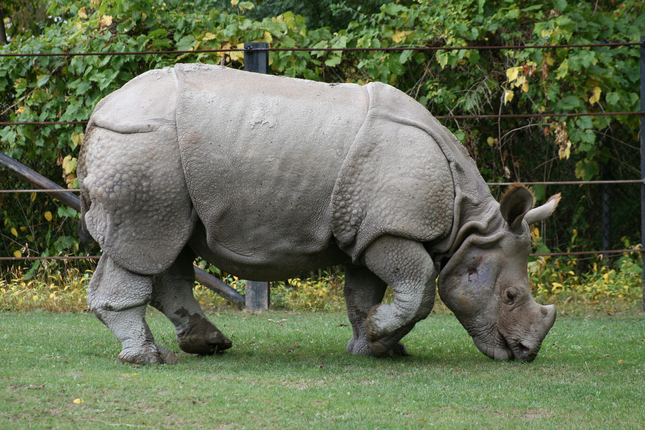 Indian Rhinoceros Facts